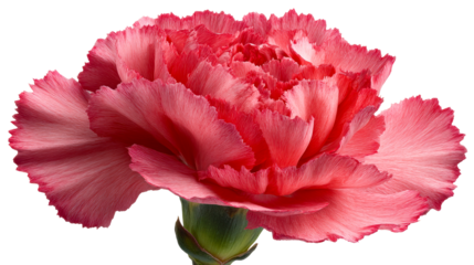 Vibrant pink carnation flower with ruffled petals and textured surface, ideal for springtime celebrations, floral arrangements, and romantic themes.