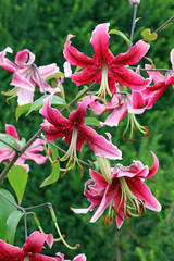 Profusion of pink Lily blooms, Derbyshire England
