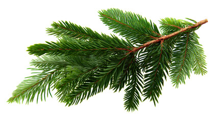 Naklejka premium Evergreen pine branch with sharp green needles and brown stem, perfect for holiday decorations and winter nature concepts.