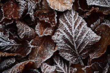 Disegni di ghiaccio sulle foglie dei faggi in inverno