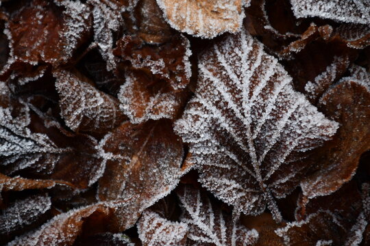 Disegni di ghiaccio sulle foglie dei faggi in inverno