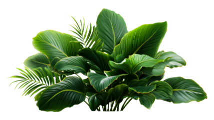 Lush green tropical leaves with glossy surfaces and prominent veins, perfect for creating natural organic backgrounds and showcasing botanical themes.