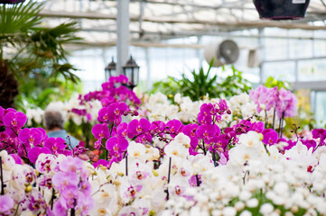 Vibrant Orchids in Greenhouse Display © Syphoto