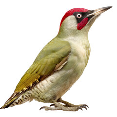Fototapeta premium Green Woodpecker Sits on a Branch With a Red Head in a Natural Setting During Daytime Hours