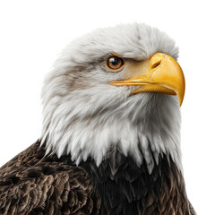 Obraz premium Bald Eagle Shows Sharp Features and Bright Colors in Close-Up View Against Plain Background