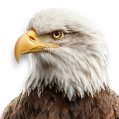 Fototapeta premium Eagle Stands With Sharp Gaze and Strong Beak Looking to the Side, Showing Details of Feathers and Eyes