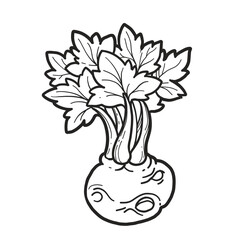 Sprouted celery stalk linear drawing on white background