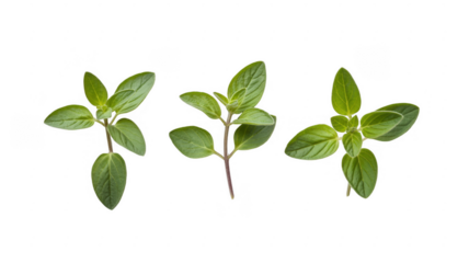 Three green plant stems with leaves isolated isolated on a transparent background