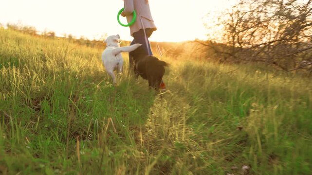 Walking two dogs in a field during sunset near a wooded area
