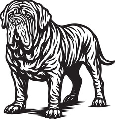 Fototapeta premium black and white neapolitan mastiff dog