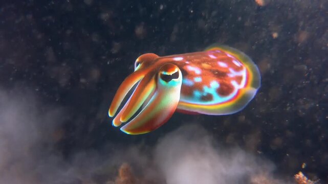 A vibrant, small cuttlefish with intricate patterns of red, orange, white, and blue swims gracefully in a dark underwater environment.
