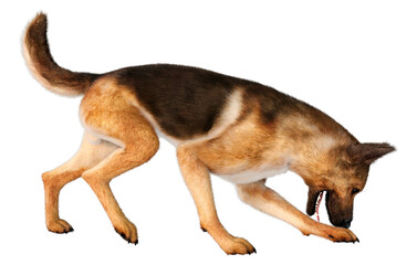3D Rendering German Shepherd on White