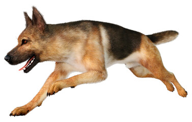 3D Rendering German Shepherd on White