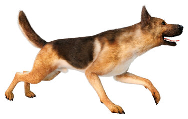 3D Rendering German Shepherd on White