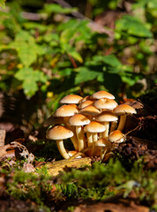 Fungus fun, forest