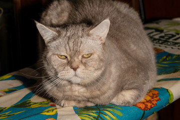 A Scottish Fold cat lies on an ironing board.