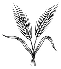 Fototapeta premium Hand drawn wheat ears illustration