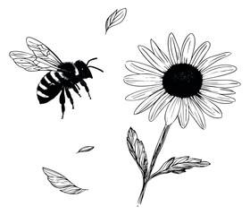 Obraz premium Hand drawn bee and daisy flower set with leaves black and white line art