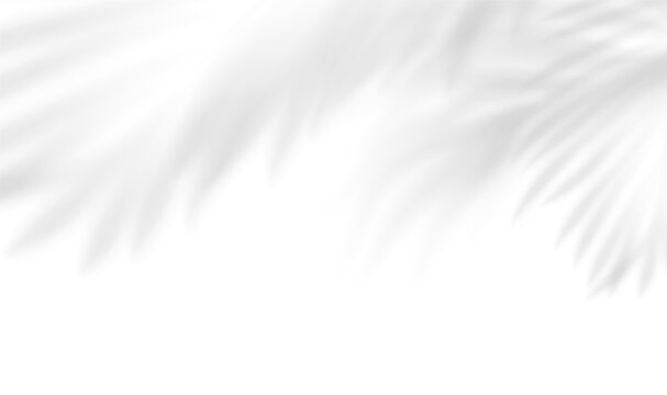 Transparent shadow overlay gobo effect tropical leaves. Realistic shadow of palm, coconut, bamboo branches. Mockup of transparent tropic leaves shadow and natural lightning. Vector illustration