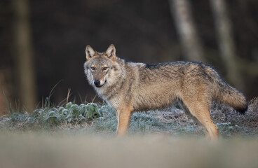 Grey wolf ( Canis lupus ) close up