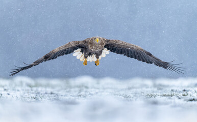Fototapeta premium Sea eagle or white tailed eagle ( Haliaeetus albicilla)
