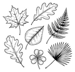Fototapeta premium Hand drawn leaf collection with maple, oak, clover, palm and fern leaves outline illustration