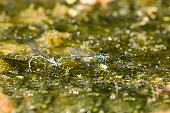 Couple de libellules, Na&iuml;ades au corps vert, en tandem au moment de la ponte &agrave; la surface d'un &eacute;tang recouvert de v&eacute;g&eacute;taux aquatiques. Erythromma viridulum