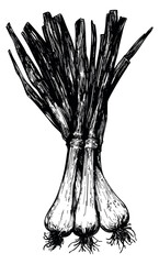 Hand drawn green onion bundle illustration
