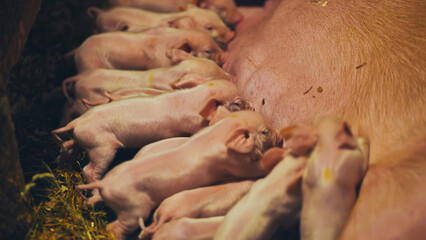 Newborn piglets nursing beside sow, highlighting maternal care in farm animal husbandry