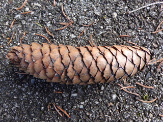 pine cones on the ground