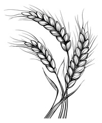 Fototapeta premium Wheat ear illustration set black and white line art