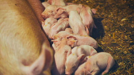 Newborn piglets suckling from mother pig in farm