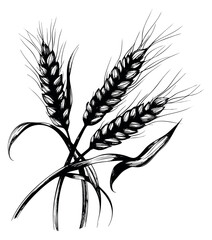 Fototapeta premium Vintage wheat set with ears and leaves hand drawn sketch