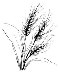 Fototapeta premium Wheat plant set with ears and stems hand drawn outline illustration