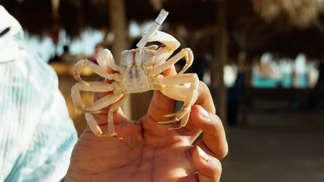 A sea crab in the hands of a tourist holds a cigarette in its claws. A joke and mockery of people over a freshwater animal.
