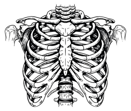 Vintage human rib cage illustration with spine and shoulder bones hand drawn outline illustration