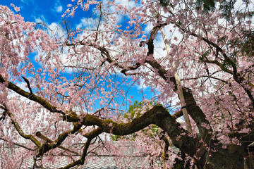 京都　水火天満宮　美しい枝垂れ桜（しだれ桜）（日本京都府京都市）Beautiful weeping cherry blossoms at Suika Tenmangu Shrine in Kyoto (Kyoto City, Kyoto Prefecture, Japan)