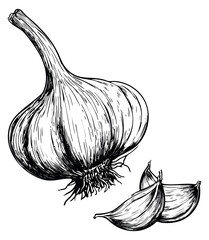 Garlic set with bulb and cloves hand drawn outline illustration