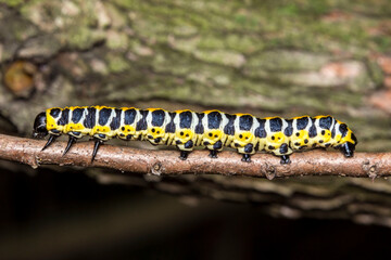 black-and-yellow-and-white caterpillar. colorful detailed macro photo of an insect in the wild....