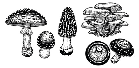 Fototapeta premium Vintage mushroom set with amanita morel oyster and button mushrooms hand drawn outline illustration