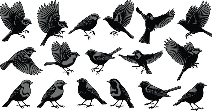 Collection of black silhouette sparrows in various poses on white background bird wildlife