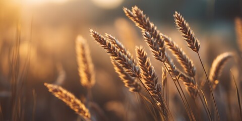 Obraz premium Wheat stalks glowing in golden evening light, softly blurred field background. Warm backlit scene capturing summer harvest mood in rural landscape.