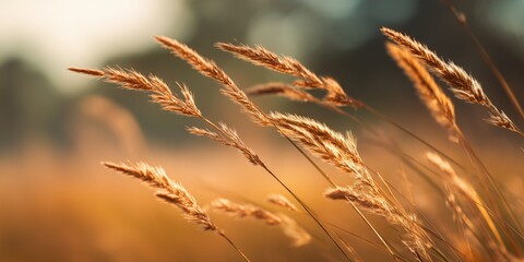 Tall golden meadow grass illuminated by soft evening sunlight. Blurred background and warm tones evoke a calm late summer nature atmosphere