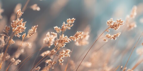 Delicate wildflowers in soft pastel morning light, with blurred blue background. Gentle nature banner capturing spring freshness and subtle floral texture.