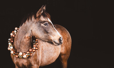 Pferd / Weihnachten