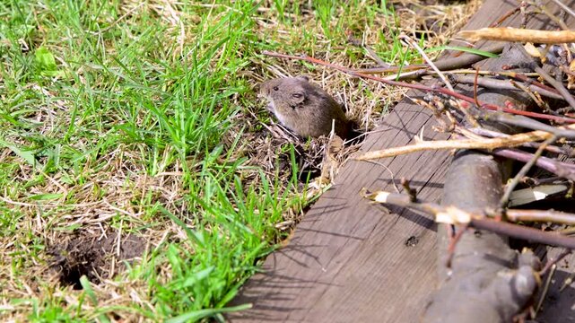 Gray field mouse eats grass near its burrow. Agricultural pest. Wild animal.