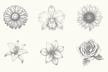 Hand drawn orchid, Daisy, tulip, lily, sunflower illustration. for greeting card and invitations of the wedding, birthday, Valentine's Day, mother's day and other seasonal holiday. Eps 10