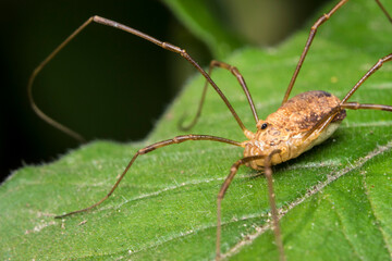 a harvestman spider on a green background with highlights and bokeh. space for text. a colorful macro photo of an insect. a close-up. a screensaver. a wildlife photo