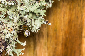 cross-legged spider on a blurred background . wildlife. colorful detailed macro photo of an insect....