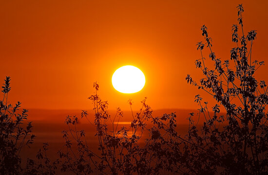 Golden sunset over Puget Sound with silhouetted foliage and warm orange sky. Peaceful coastal evening scene in Edmonds, Washington.